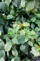 20260730-IMG_0056